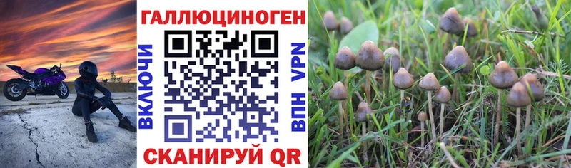 Галлюциногенные грибы Psilocybe  Сочи 